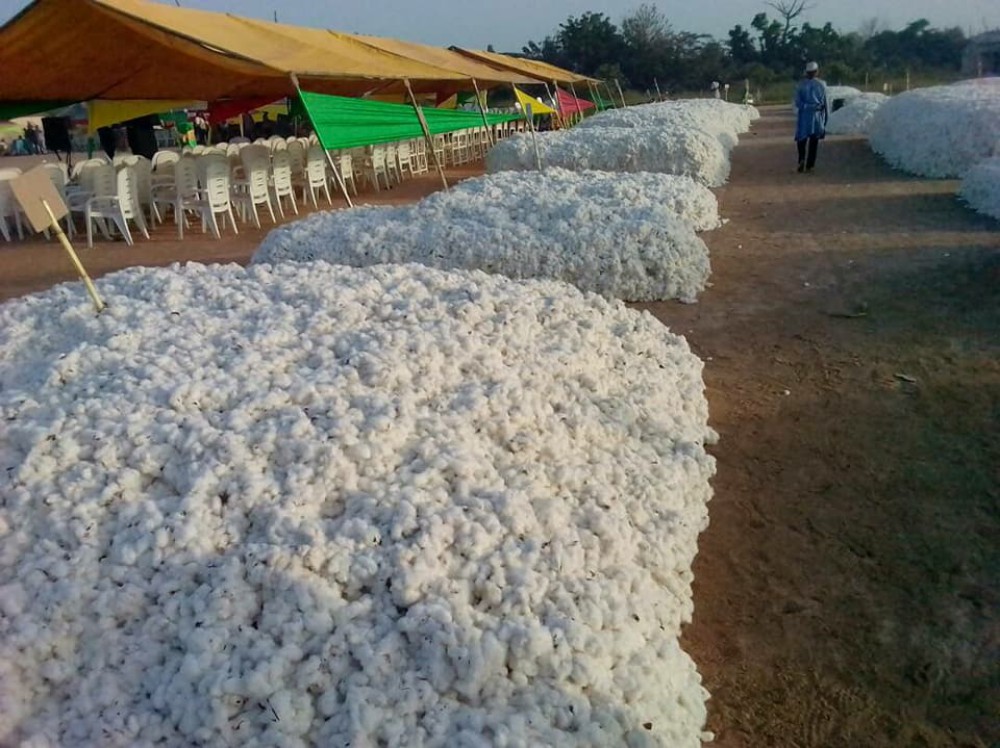 Le coton sera acheté à 275F le kilogramme au titre de la campagne de commercialisation du coton graine 2017-2018