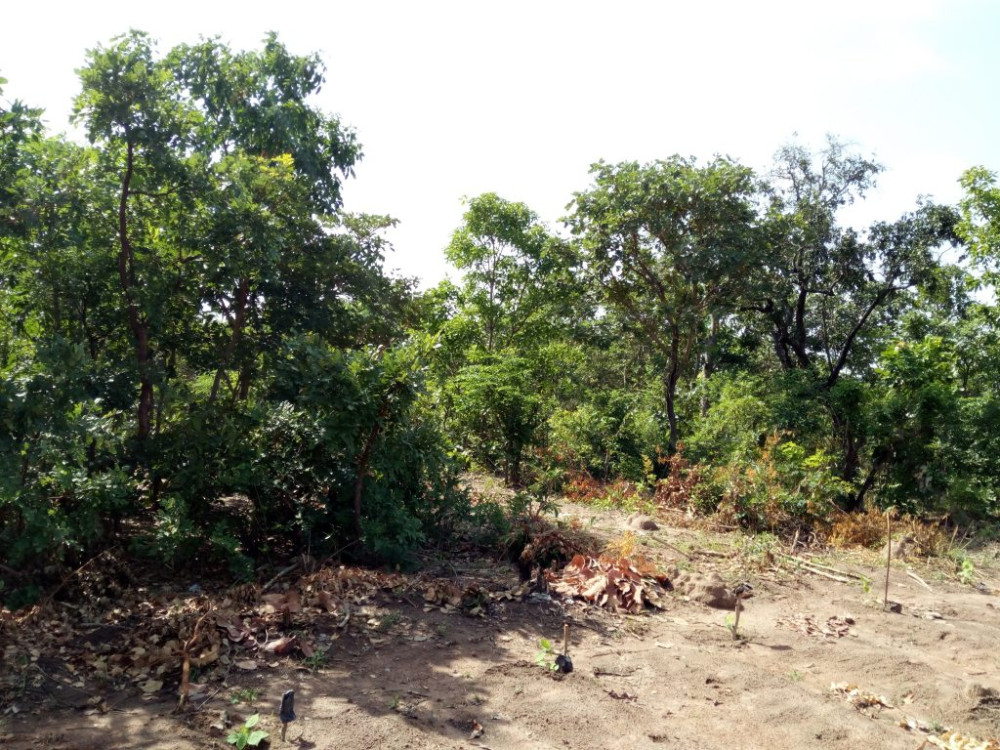 Gestion concertée et consensuelle de la forêt classée des Trois Rivières dans la commune de Kalalé : Vers le remplacement du bâton par la carotte.